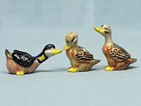 E710  Африканский карликовый гусь