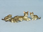 K016-4 Кошка мама серая с котятами Наб.4шт.