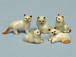 K051  Маленькие персидские кошки коричневые