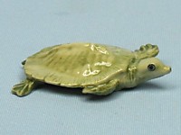 L061C  Мягкотелая черепаха